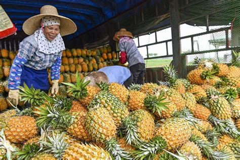 When Is Pineapple Season And Types Of Pineapple