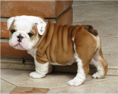 English-Bulldog-Puppy - American Bully And Bulldog Upliftment Blog