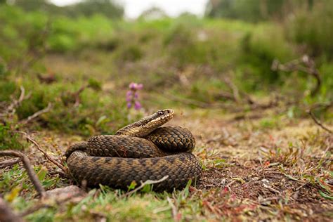 5,500+ Adder Snake Stock Photos, Pictures & Royalty-Free Images - iStock