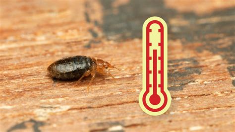 Does Heat Kill Bed Bugs? - Dodson Pest Control