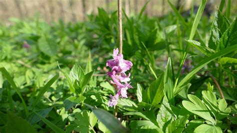 Corydalis - planting, care and tips - live-native.com