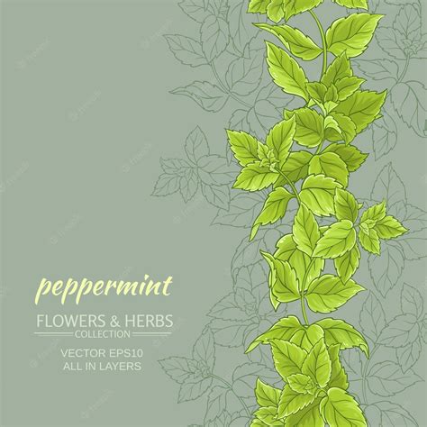 Premium Vector | Peppermint vector background