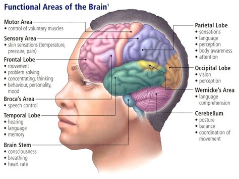 Unit 4: The Brain - Introduction to Psychology