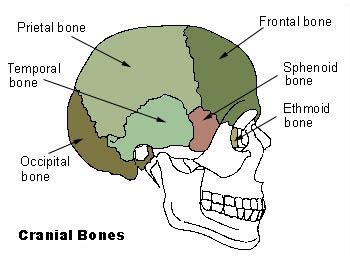 Temporal bone - wikidoc