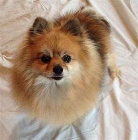 Adopt Leylah on | Pomeranian, Dogs, Animals