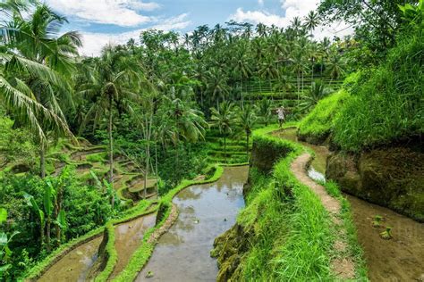 Tegallalang rice terraces near to Ubud; Tegallalang, Bali Island, Indonesia - Stock Photo - Dissolve