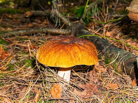 Premium Photo | The season for picking porcini mushrooms in the forest