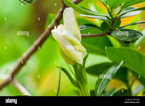 Gardenia Flower Bud Stock Photo - Alamy