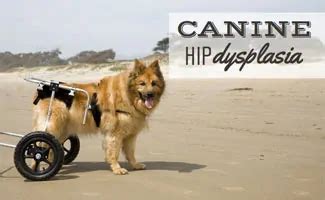 Canine Hip Dysplasia: Signs, Symptoms, Prevention, Treatment, End Stage ...