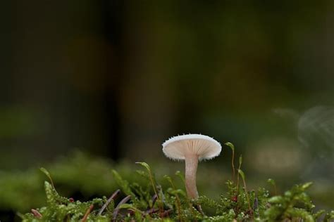 Premium AI Image | a mushroom in the forest is seen in the background