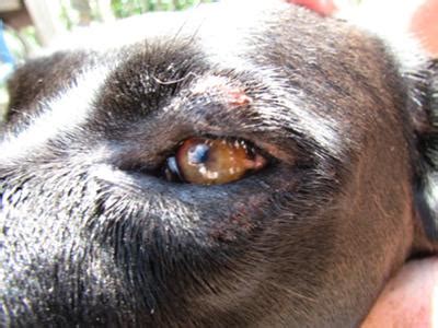 Dog eye allergy or something else? - Organic Pet Digest