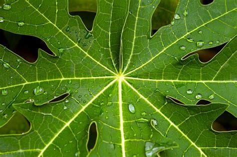 Premium Photo | Green papaya carica papaya leaves natural background