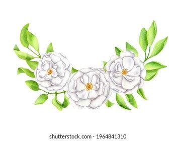 White Dogwood Watercolor Flower Illustration Green Stock Illustration ...