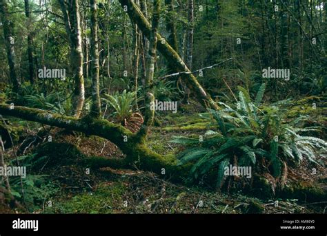 South Beech Forest, New Zealand, South Island, Nothofagus Stock Photo - Alamy