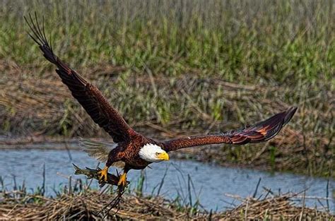 7 Interesting Bald Eagle Facts - Birds and Blooms