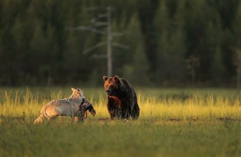 Amazing Photos Show a Bear and Wolf Being Best Friends, Adorable | GQ