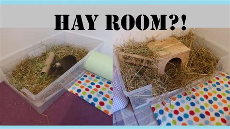 Guinea Pigs Cages: HOW TO Make Your Own Hay Room! | Squeak Dreams - YouTube