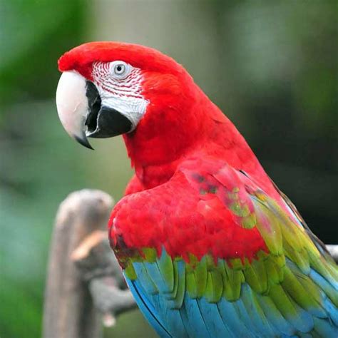 Buy Green Wing Macaw Parrot in Pakistan | Red Macaw Price - Taj Birds