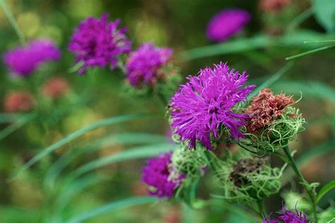 Native plants of Indiana