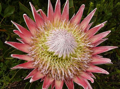 Peter Lovett's ramblings : King of the Fynbos, Protea cynaroides, South Africa's national flower.