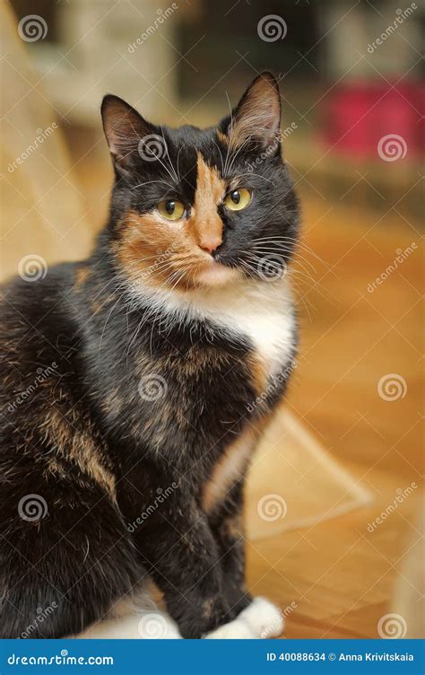 Tricolor cat stock photo. Image of face, animal, carved - 40088634