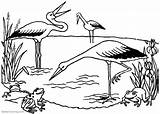 Coloring Ecosystem Bociany Storks Druku Kolorowanki Stork Bocian  sketch template