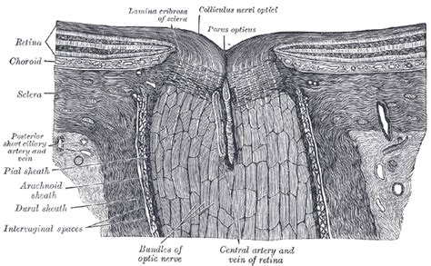 Sclera - wikidoc