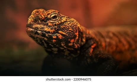 3,122 Spiny Tailed Lizard Stock Photos, Images & Photography | Shutterstock