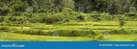 Rice Fields - Laos stock image. Image of rice, dynamic - 28799359