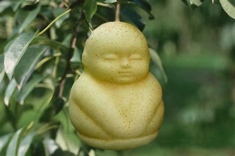 Square apples and Buddha peaches: How firm makes bizarre shaped fruit - Mirror Online