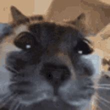 GIFs de Chonk Cat Look Meme Gif | Tenor