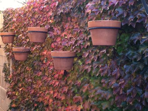 Plant of the Month: Boston Ivy – Sandoval Extension Master Gardeners