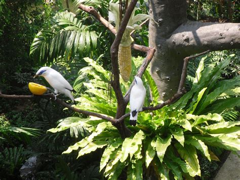 Bali Starling. | Wildlife, Animals, Starling