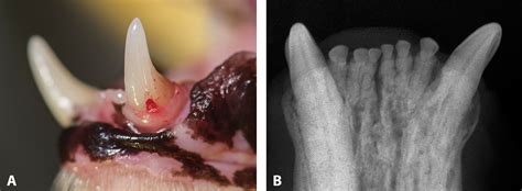 External Tooth Resorption in Cats - Today's Veterinary Practice