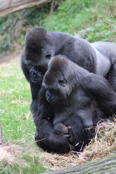 Cute animal picture of the day: new gorilla baby and mom