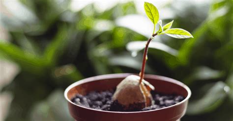 Avocado: How to Plant, Grow, and Harvest - Trim That Weed