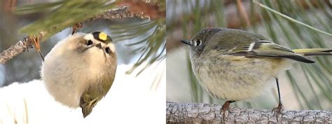 Bird Spotlight: Kinglets – Sunriver Nature Center & Observatory