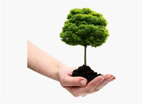 Save Tree Png File - Plant A Tree Png, Transparent Png , Transparent Png Image - PNGitem