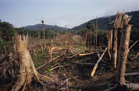 Slash And Burn Farming Destruction Of Habitat Indigenous Dayak | My XXX ...