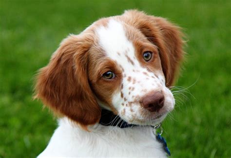 Épagneul breton carattere e caratteristiche della razza canina francese