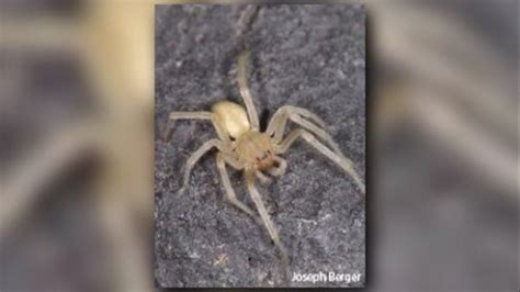 These venomous spiders are found in Western Washington | 13newsnow.com