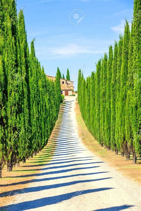 Italian Cypress Seeds for Planting | 50 Seeds | Exotic Evergreen Tree ...