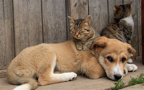 Dog and cats friends wallpaper | animals | Wallpaper Better