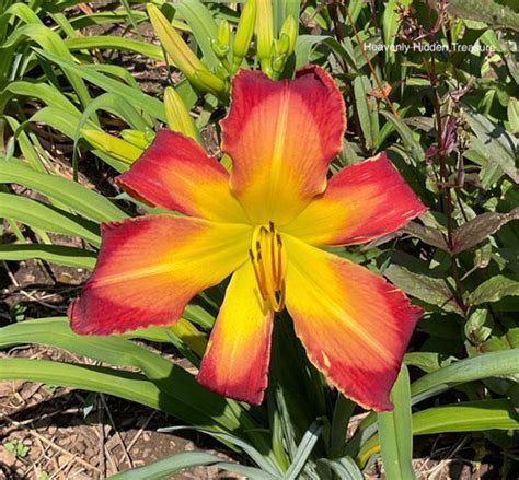 A new appreciation for my yellow daylilies