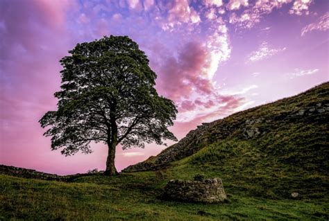 Sycamore Gap at sunrise | Sunrise shot of Sycamore Gap along… | Flickr