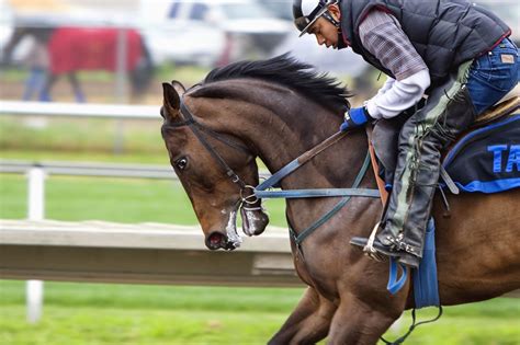 Thoroughbred Horse Free Stock Photo - Public Domain Pictures