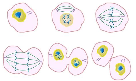 4 Phases Of Mitosis Diagram