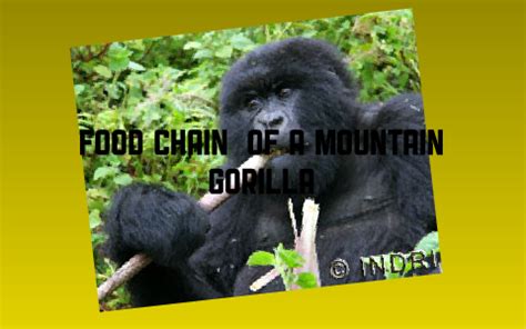 food chain of a mountain gorilla by justin griesemer on Prezi