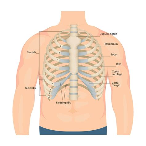 Bones of the human chest. Bones of the chest with the name and description of all areas ...