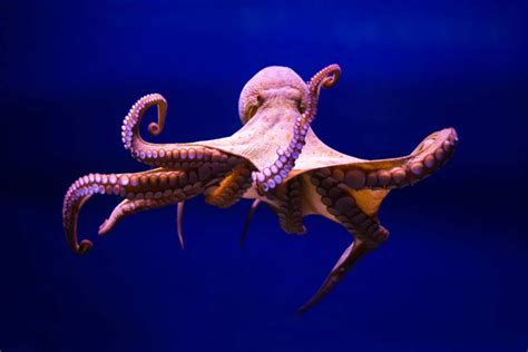 Cephalopods are so smart they can rewrite their own genes